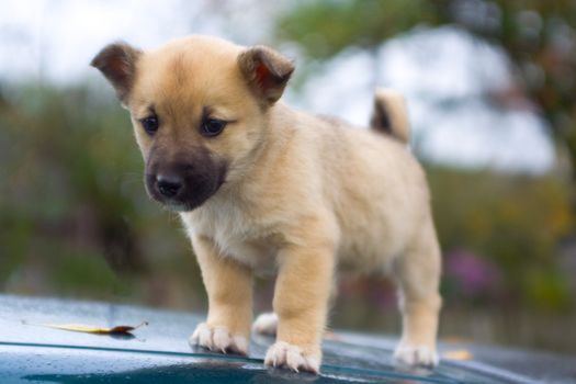 newborn puppy dog standing close-up on nature