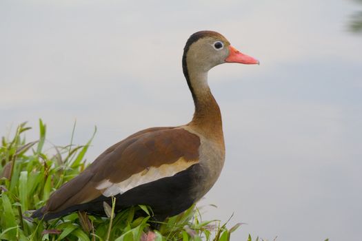 A beautiful coloured duck. :)