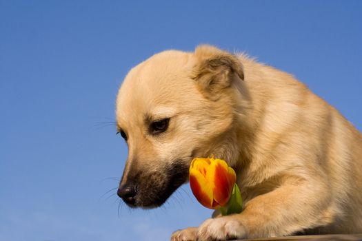 close-up puppy dog  with red-yellow tulip in forefoots against blue sky background