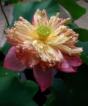 A lotus with water drops. Lotus is a holistic sign in eastern religion.