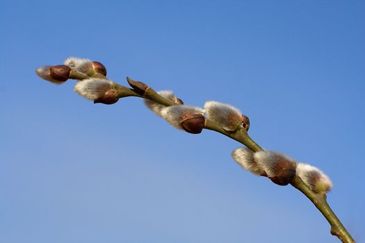 close-up pussy-willow branch against blue sky background