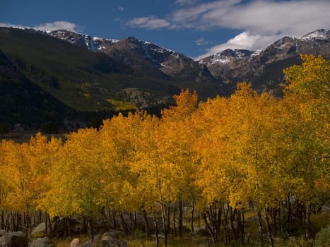 Aspen stand in Rocky Mountain National Park