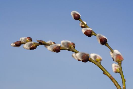 close-up pussy-willow branch against blue sky