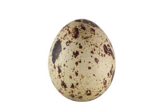 one spotted quail egg isolated on white