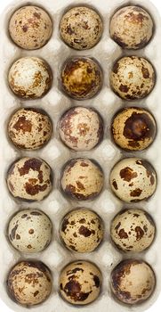 close-up many spotted quail eggs in box