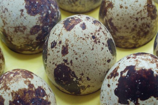 many spotted quail eggs, focused on one by center