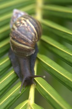 A snail on a bright green palm tree leaf.