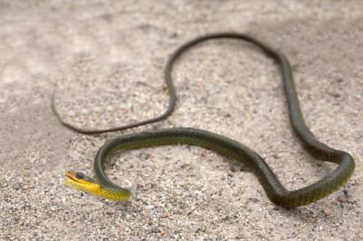 A green and yellow snake on the sand. 