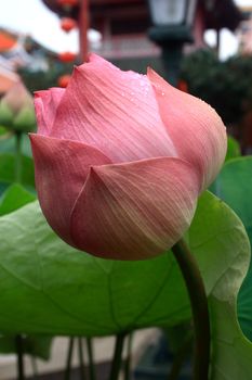 A lotus with water drops. Lotus is a holistic sign in eastern religion.