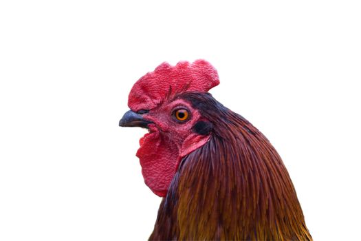 Colored rooster head isolated on white background
