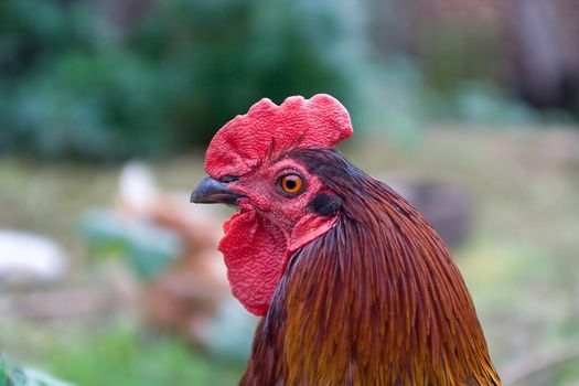 colored rooster half face portrait, on nature background