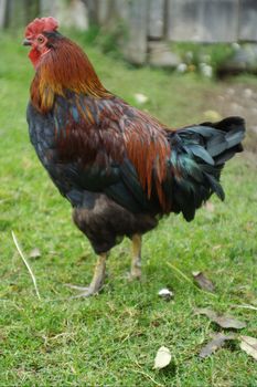 colored rooster on grass background, full size