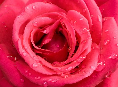 pink rose with water drops, macro shot