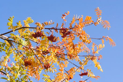 branch autumn rowan with berry on blue sky