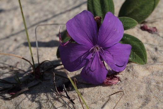 A purple flower at the bottom of the sand dunes.