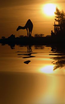A camel in Egypt with the water reflection.