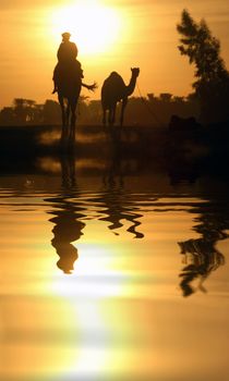 A camel in Egypt with the water reflection.