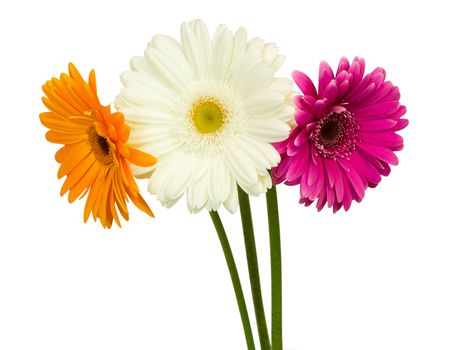 close-up three gerberas with different colors, isolated on white