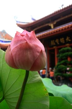 A lotus with water drops. Background is a Chinese temple.