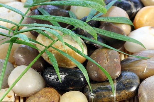 Zen stones with palm leaves