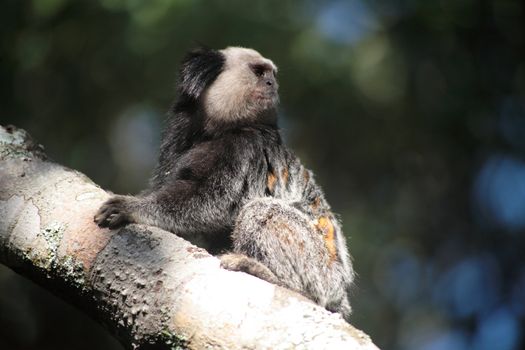 A 3 image set of the New World Monkeys, Tamarins, photographed in their natural habitat (Brazil).