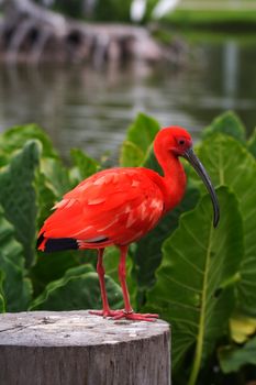 An Scarlet Ibis in a wildlife preserve in the Amazon.