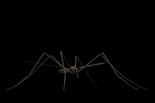 A mosquito close-up and isolated on a black background.