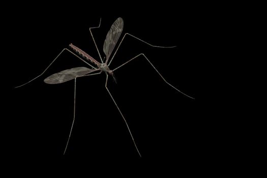 A mosquito close-up and isolated on a black background.