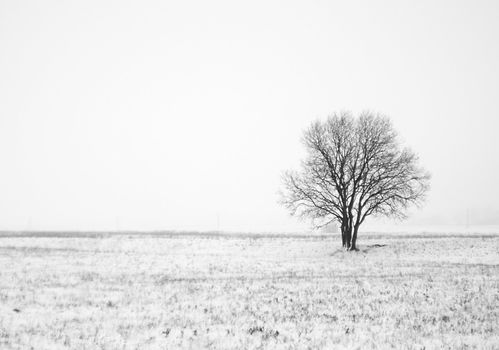 winter landscape with lonely tree in field