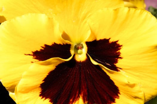 yellow pansy in garden in Poland