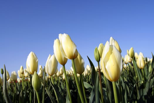 Yellow white tulip field