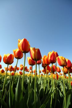 Orange red tulip field