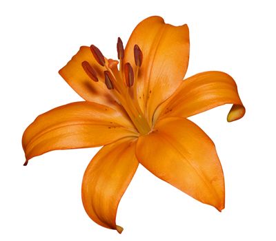 Orange Lily isolated with clipping path      