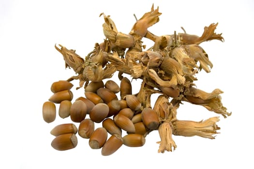 hazelnuts isolated on white background