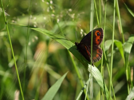 Closeup of Arran Brown Erebia ligea butterfly