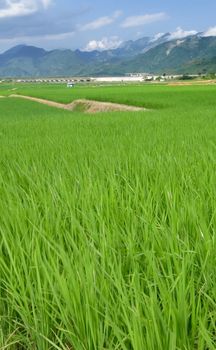 It is a beautiful landscape of green farm with blue sky and white clouds.