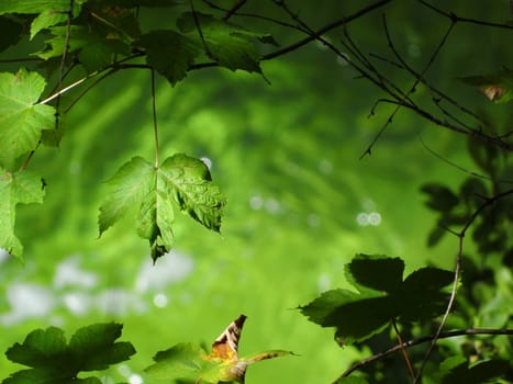 Leaves closeup in front of a mountain creek