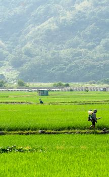 It is a farmer spray insecticide with traditional way on the farm.