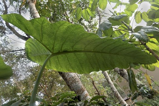 Elephant Ear plant umbrella, shot from below, Coorg forest, India, landscape, copy space, crop space