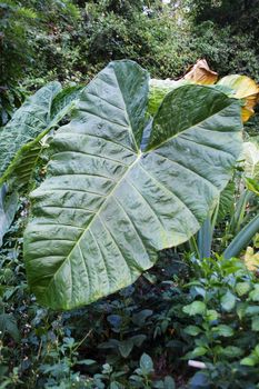 Elephant Ear plant umbrella, Coorg forest greens and shrubs, India, portrait, copy space, crop space