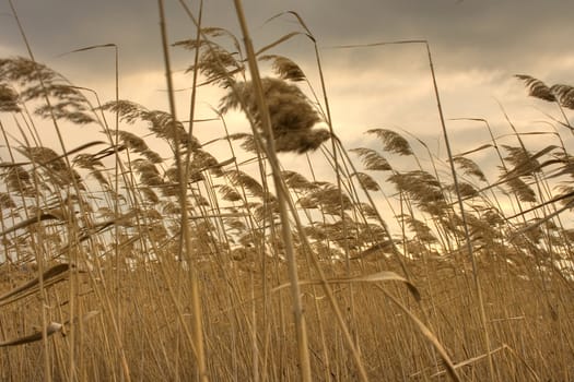 dry reed bends under the wind with gray cloudy sky