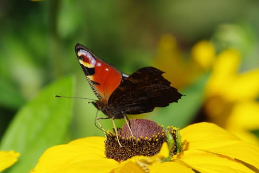 Butterfly, taking off from yellow flower in the garden