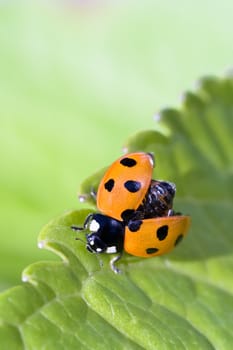 Ladybug ready for takeoff