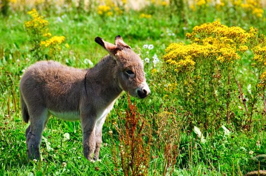 A donkey foal alone on the meadows