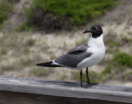 A Laughing Gull (Leucophaeus atricilla) flying over the beach on the Outer Banks, North Carolina.
