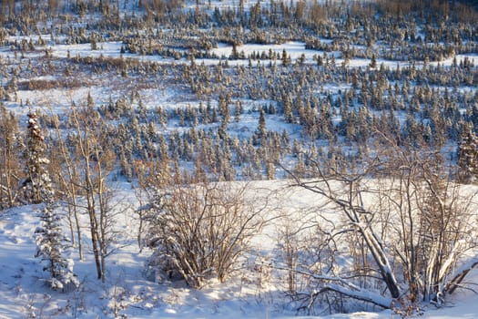 Young spruce trees in snowy boreal forest: where  Santa Claus gets his Christmas trees.