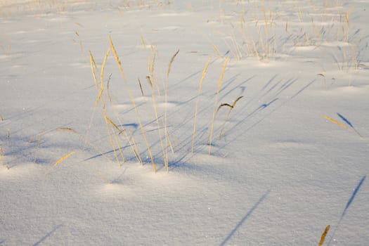 Dry grass casing long shadows on fresh snow cover.