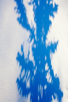 Shadow of spruce tree on surface of freshly fallen snow.