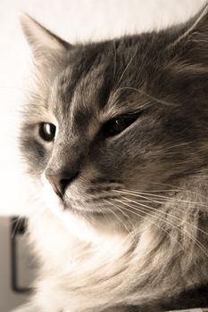 close up of a long hair cat