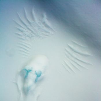 Marks of feet and wings of taken-off grouse left behind imprinted in snow surface.